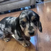 Winston, a male Miniature Dachshund for sale in Oral, SD – Photo 6 of 10