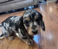 Winston, a male Miniature Dachshund for sale in Oral, SD – Photo 6 of 10