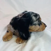 Winston, a male Miniature Dachshund for sale in Oral, SD – Photo 5 of 10