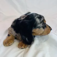 Winston, a male Miniature Dachshund for sale in Oral, SD – Photo 5 of 10