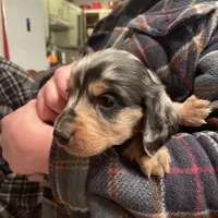 Winston, a male Miniature Dachshund for sale in Oral, SD – Photo 10 of 10