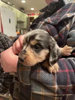 Winston, a male Miniature Dachshund for sale in Oral, SD – Photo 10 of 10