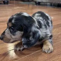 Winston, a male Miniature Dachshund for sale in Oral, SD – Photo 3 of 10