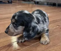 Winston, a male Miniature Dachshund for sale in Oral, SD – Photo 3 of 10