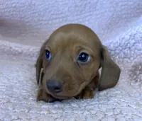 Max, a male Miniature Dachshund for sale in Oral, SD – Photo 6 of 10