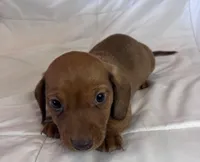 Max, a male Miniature Dachshund for sale in Oral, SD – Photo 4 of 10