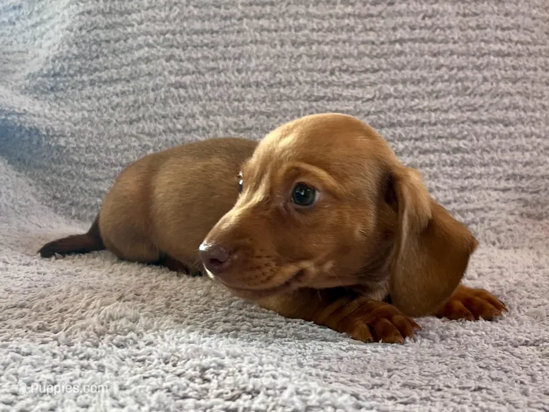 Max – Miniature Dachshund puppy for sale in Oral, SD