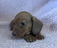 Max, a male Miniature Dachshund for sale in Oral, SD – Photo 2 of 10