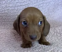 Max, a male Miniature Dachshund for sale in Oral, SD – Photo 3 of 10