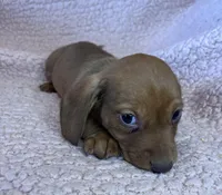 Max, a male Miniature Dachshund for sale in Oral, SD – Photo 7 of 10