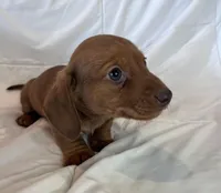 Max, a male Miniature Dachshund for sale in Oral, SD – Photo 10 of 10