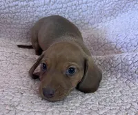 Max, a male Miniature Dachshund for sale in Oral, SD – Photo 9 of 10