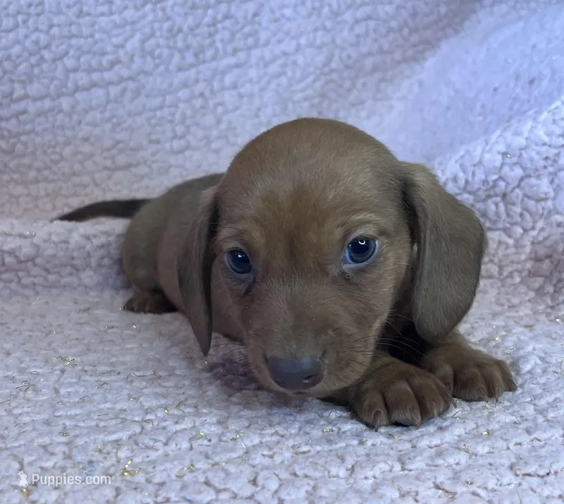 Max – Miniature Dachshund puppy for sale in Oral, SD