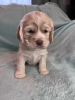 Paisley, a female Cocker Spaniel for sale in Oral, SD – Photo 1 of 10