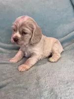 Paisley, a female Cocker Spaniel for sale in Oral, SD – Photo 9 of 10