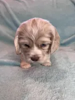 Paisley, a female Cocker Spaniel for sale in Oral, SD – Photo 3 of 10