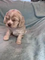 Paisley, a female Cocker Spaniel for sale in Oral, SD – Photo 2 of 10