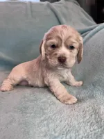 Paisley, a female Cocker Spaniel for sale in Oral, SD – Photo 6 of 10