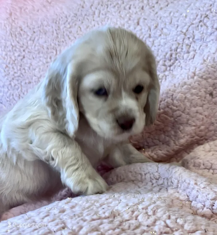 Paisley – Cocker Spaniel puppy for sale in Oral, SD
