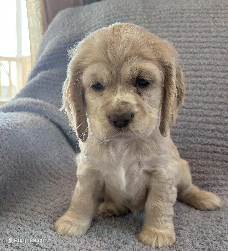 Paisley – Cocker Spaniel puppy for sale in Oral, SD