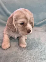 Paisley, a female Cocker Spaniel for sale in Oral, SD – Photo 4 of 10