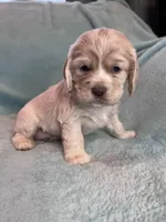 Paisley, a female Cocker Spaniel for sale in Oral, SD – Photo 5 of 10