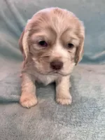 Paisley, a female Cocker Spaniel for sale in Oral, SD – Photo 8 of 10