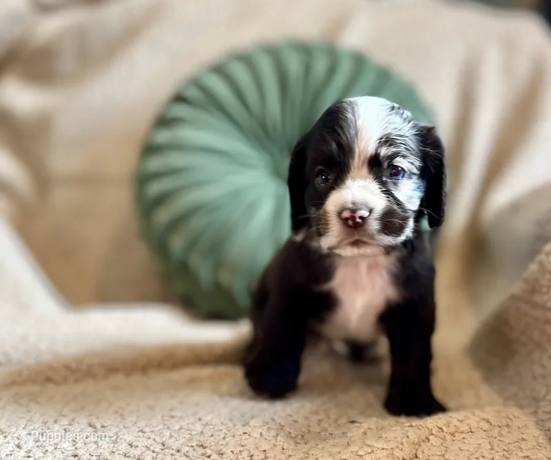 Maple  – Cocker Spaniel puppy for sale in Oral, SD