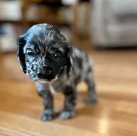 Margaret , a female Cocker Spaniel for sale in Oral, SD – 2 of 10