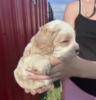 Max , a male Cockapoo for sale in Oral, SD – 6 of 6