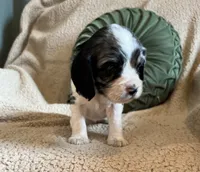 Allie , a female Cocker Spaniel for sale in Oral, SD – 9 of 10