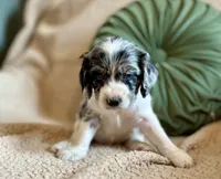 Flash , a male Cocker Spaniel for sale in Oral, SD – 4 of 8