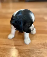 Johnny, a male Cocker Spaniel for sale in Oral, SD – 3 of 9