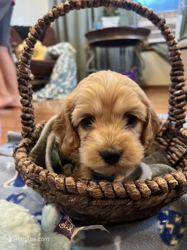 Teddy – Cockapoo puppy for sale in Oral, SD