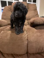 Luna, a female Goldendoodle for sale in Mooresboro, NC – Photo 3 of 4