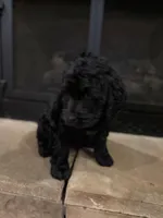 Luna, a female Goldendoodle for sale in Mooresboro, NC – Photo 4 of 4