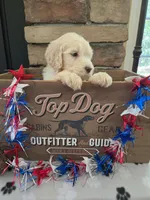 Jake, a male Goldendoodle for sale in Mooresboro, NC – Photo 4 of 6