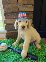 Jake, a male Goldendoodle for sale in Mooresboro, NC – Photo 5 of 6