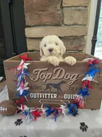 Jake, a male Goldendoodle for sale in Mooresboro, NC – Photo 6 of 6