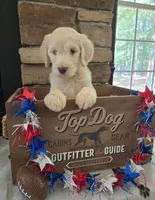 Jake, a male Goldendoodle for sale in Mooresboro, NC – Photo 1 of 6