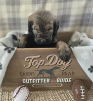 Hank, a male Goldendoodle for sale in Mooresboro, NC – Photo 4 of 5