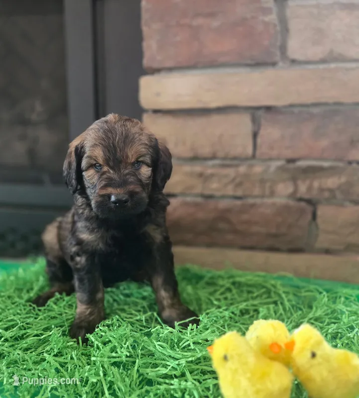 Hank, a male Goldendoodle for sale in Mooresboro, NC – Photo 1 of 5