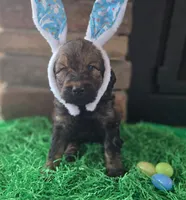 Hank, a male Goldendoodle for sale in Mooresboro, NC – Photo 2 of 5