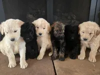 Reba, a female Goldendoodle for sale in Mooresboro, NC – Photo 7 of 7