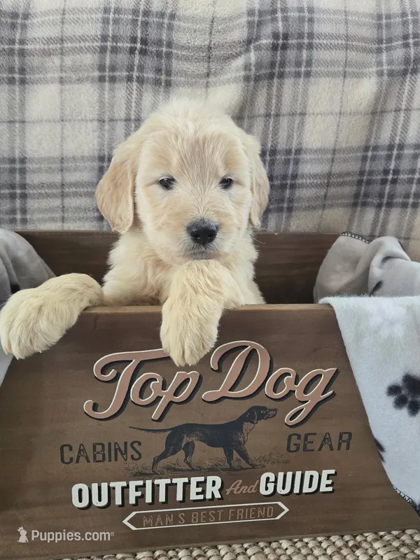 Reba, a female Goldendoodle for sale in Mooresboro, NC – Photo 1 of 7