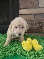Reba, a female Goldendoodle for sale in Mooresboro, NC – Photo 4 of 7