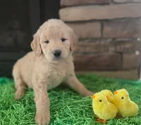 Reba, a female Goldendoodle for sale in Mooresboro, NC – Photo 6 of 7
