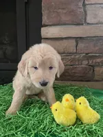 Reba, a female Goldendoodle for sale in Mooresboro, NC – Photo 5 of 7