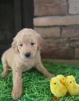 Reba, a female Goldendoodle for sale in Mooresboro, NC – Photo 2 of 7