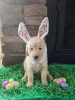 Reba, a female Goldendoodle for sale in Mooresboro, NC – Photo 3 of 7